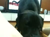 Dog eating the hairy pussy of a kinky girl